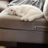 Scottish fold beyaz fotoğraf