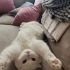 Scottish fold beyaz fotoğraf