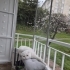 Scottish fold beyaz fotoğraf