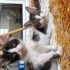 🐾 Mochi & Sushi | Birlikte Yuva Arayan İki Kardeş 🤍 fotoğraf