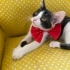 🐾 Mochi & Sushi | Birlikte Yuva Arayan İki Kardeş 🤍 fotoğraf