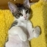 🐾 Mochi & Sushi | Birlikte Yuva Arayan İki Kardeş 🤍 fotoğraf