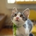 🐾 Mochi & Sushi | Birlikte Yuva Arayan İki Kardeş 🤍 fotoğraf