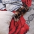 GEÇİCİ YUVASINDA AMA ACİL ÖMÜRLÜK YUVA ARANIYOR!! fotoğraf
