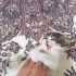Şanslı kız size gelsin mi fotoğraf