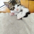 2 aylık tekir kedilerimize acil yuva arıyoruz fotoğraf