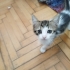 2 aylık tekir kedilerimize acil yuva arıyoruz fotoğraf