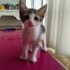 2 aylık tekir kedilerimize acil yuva arıyoruz fotoğraf
