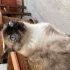 Cok zeki SiYAM .. fotoğraf