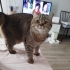 Brıtısh Golden Tabby cinsi fotoğraf