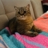 Brıtısh Golden Tabby cinsi fotoğraf