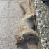 BRİTİSH SORTHAİR VETERİNERDEN..!! fotoğraf