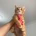 Acil Ankara yuva fotoğraf