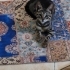 3 Aylık Tuvalet Eğitimi Olan Sevimli Tekir Yavrusu Yuva Arıyor fotoğraf