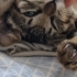 3 Aylık Tuvalet Eğitimi Olan Sevimli Tekir Yavrusu Yuva Arıyor fotoğraf