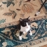 Çok acil yuva bahçede büyük kediler rahatsız ediyor annelerini gonderdiler fotoğraf
