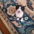 Çok acil yuva bahçede büyük kediler rahatsız ediyor annelerini gonderdiler fotoğraf