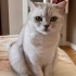 British  kısırlaştırılmış fotoğraf