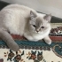 Uysal sevimli kedimiz fotoğraf
