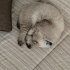 Sessiz sakin uysal bir kedi fotoğraf
