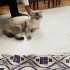 Sessiz sakin uysal bir kedi fotoğraf