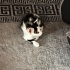 Yavru Oyuncu Tekir Yeni Yuvasını Arıyor fotoğraf