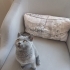 4.5 aylık yavru british shorthair fotoğraf