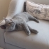 4.5 aylık yavru british shorthair fotoğraf