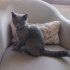 4.5 aylık yavru british shorthair fotoğraf