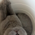4.5 aylık yavru british shorthair fotoğraf