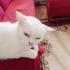 1 yaşlarında pamuk gibi şeker kız. Kısırlaştırılmış şekilde yuvalandırılıcaktır fotoğraf