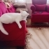1 yaşlarında pamuk gibi şeker kız. Kısırlaştırılmış şekilde yuvalandırılıcaktır fotoğraf
