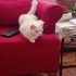 1 yaşlarında pamuk gibi şeker kız. Kısırlaştırılmış şekilde yuvalandırılıcaktır fotoğraf