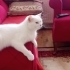 1 yaşlarında pamuk gibi şeker kız. Kısırlaştırılmış şekilde yuvalandırılıcaktır fotoğraf