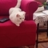 1 yaşlarında pamuk gibi şeker kız. Kısırlaştırılmış şekilde yuvalandırılıcaktır fotoğraf