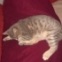 Arkadaş canlısı, oynamayı çok seven fotoğraf