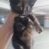 Minicik, rengarenk şans kedileri fotoğraf