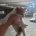 Minicik, rengarenk şans kedileri fotoğraf