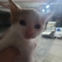 Minicik, rengarenk şans kedileri fotoğraf