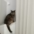 Baykuş Surat Yeni Yuvasını Arıyor fotoğraf