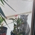 Baykuş Surat Yeni Yuvasını Arıyor fotoğraf