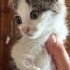 Annesiz Yavru Kedi fotoğraf