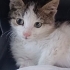 Annesiz Yavru Kedi fotoğraf