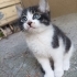 Türkan Şoraya benzeyen kedi fotoğraf