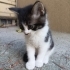 Türkan Şoraya benzeyen kedi fotoğraf