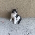 Türkan Şoraya benzeyen kedi fotoğraf