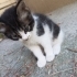 Türkan Şoraya benzeyen kedi fotoğraf