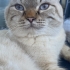 Acil sahiplendirme fotoğraf