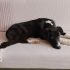 🐾 ACİL YUVA ARANIYOR – ZEYTİN 🖤 fotoğraf
