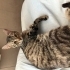 Labubu kalıcı yuvasını arıyor fotoğraf